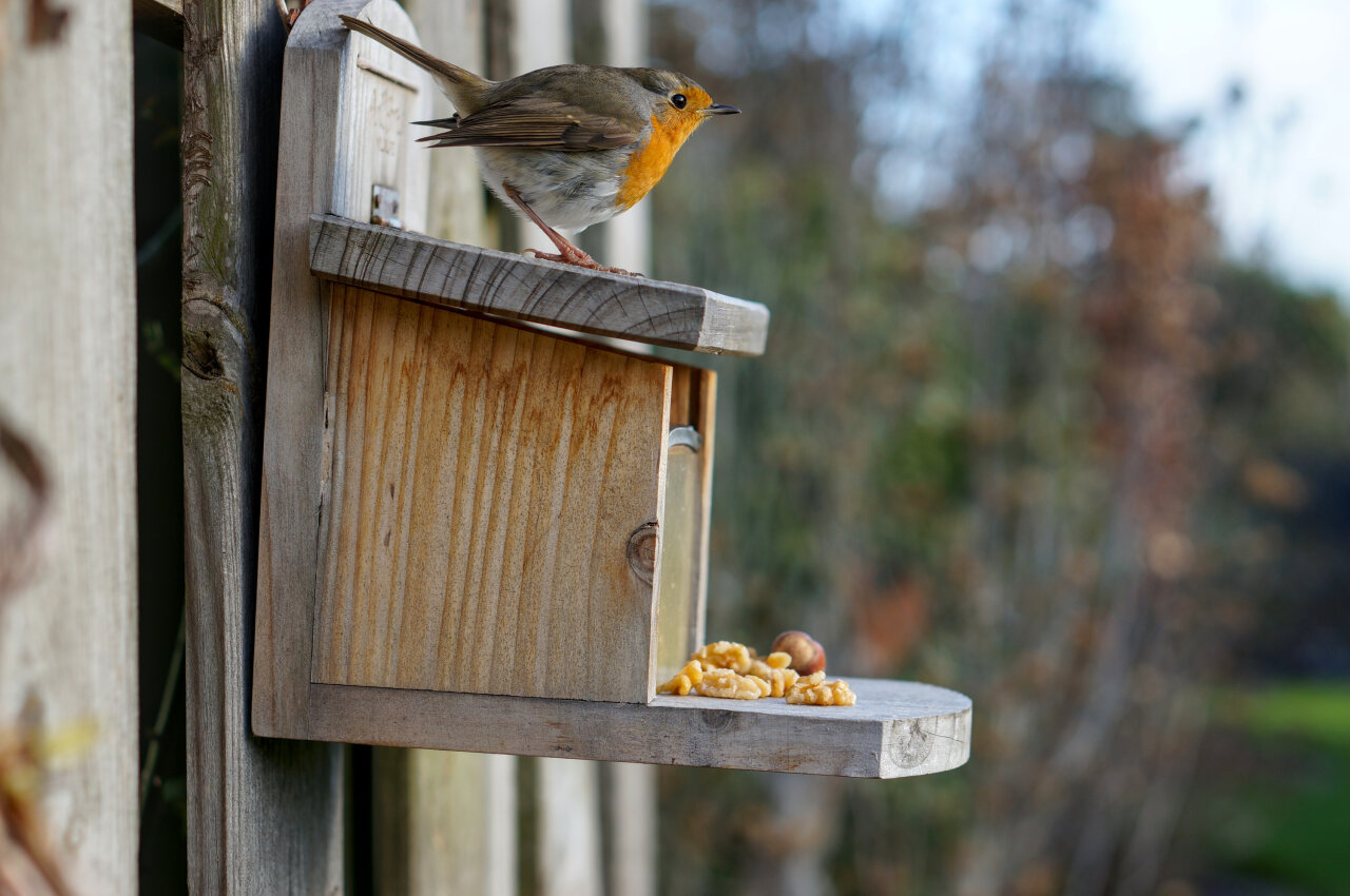 The image shows the same nut box like all the other images, but instead of a squirrel a robin is sitting on top of the box.