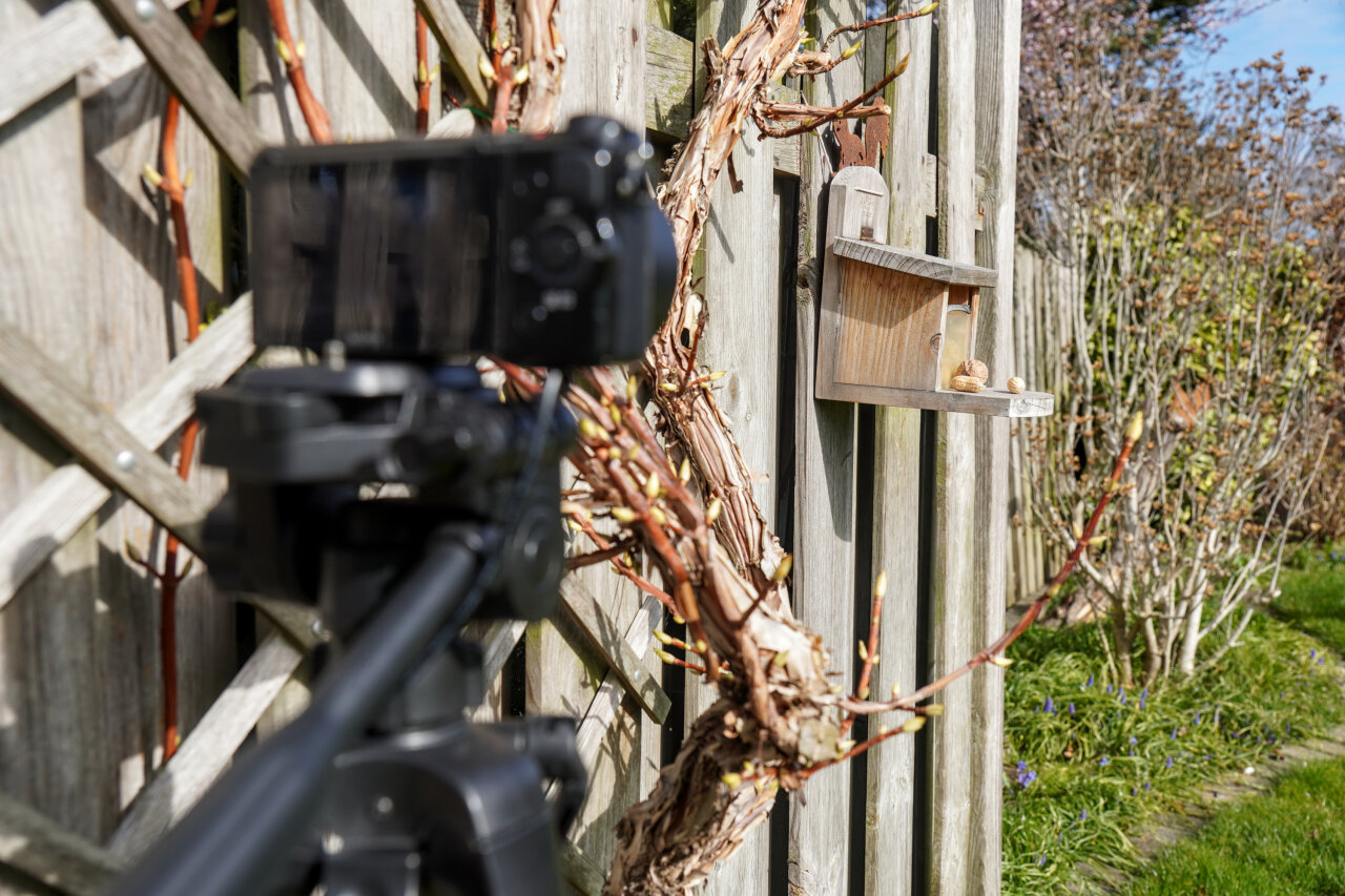 Image of a camera on a tripod (out of focus in the foreground) pointing at a nut box mounted to a fence.